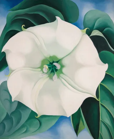 Large white flower with green leaves around it 