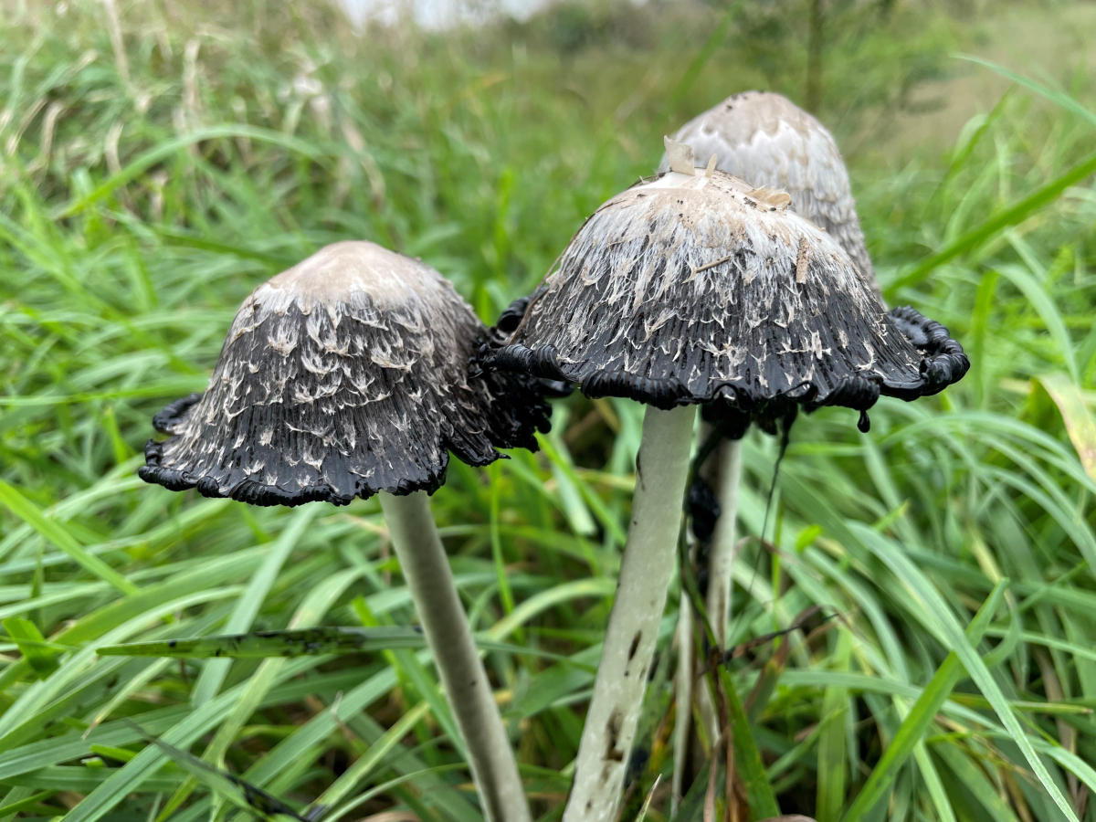 Photo of 3 "Old Age Shaggy Mane" mushrooms in the grass